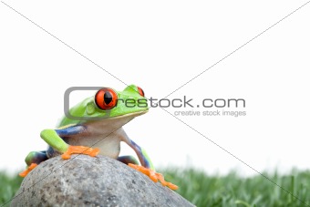 red-eyed tree frog on rock