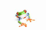frog closeup isolated on white