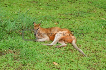 Kangaroo resting on grass