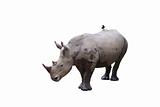 Two-horned white Rhino with bird 