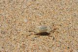 Camouflaged crab on the sand