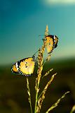 Two Monarch Butterflies
