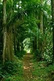 rainforest or tropical jungle