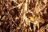 autumn Corn Field 
