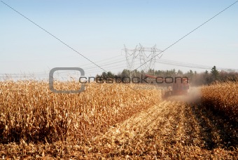 autumn Corn Field 