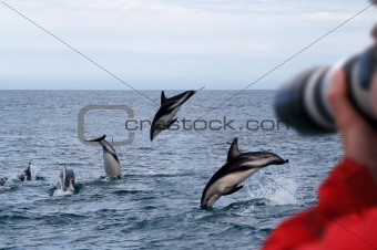 Dusky Dolphins New Zealand