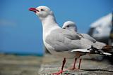 Sea Gulls on Coast