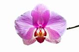 flowers purple orchids 