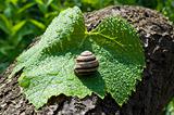 garden snail on a wet leaf vine