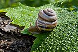 garden snail on a wet leaf vine