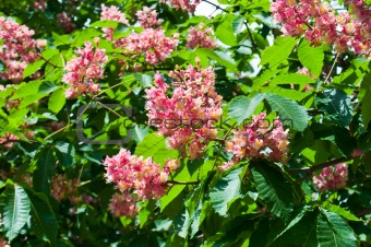 Pink flowers decorative chestnut 