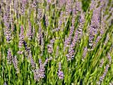 lavender field detail
