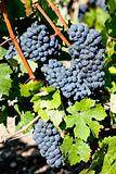 blue grape in Bordeaux Region, Aquitaine, France