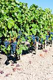 vineyard with blue grapes in Bordeaux Region, Aquitaine, France