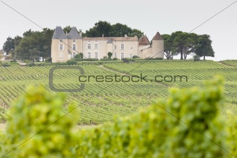 vineyard and Chateau d'Yquem, Sauternes Region, France