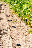 vineyard with blue grapes, La Rioja, Spain