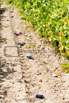 vineyard with blue grapes, La Rioja, Spain