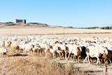 sheep herd, Montealegre, Castile and Leon, Spain