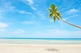 beach with palm tree over the sand