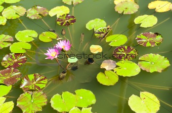 Pink lotus on the lake