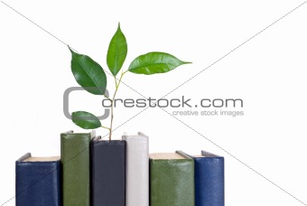 Books and tree isolated on white background