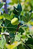 fig tree, Portugal