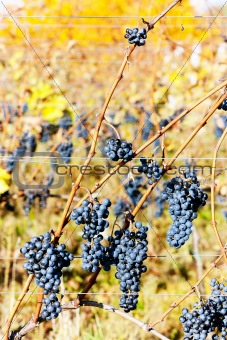 red grapes in vineyard, Czech Republic
