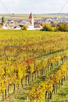 autumnal vineyards in Retz region, Lower Austria, Austria
