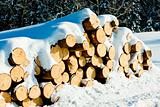snow covered logs