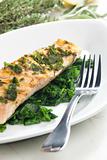 grilled salmon with herbs on fried spinach