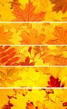 Set of banners with autumn leaves