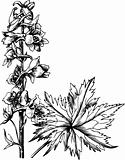 Branch of Delphinium elatum