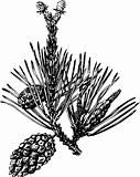 Branch of  pine cones