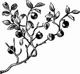 Branch of berries