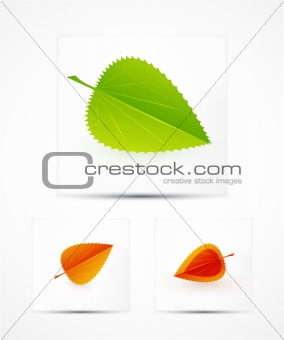 Leaf illustration