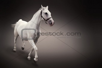 White horse in motion isolated on black