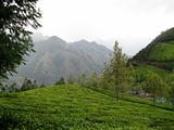 India's highest tea plantation