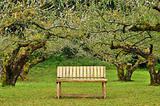 wooden seat in garden