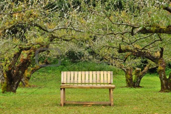 wooden seat in garden