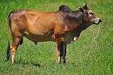 asian cow in grass field