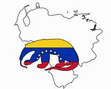 Anteater  Venezuela 
