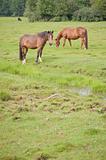 Grazing horses in a meadow