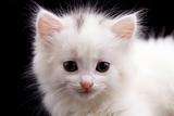 Young white kitten in front of black background