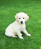 Golden retiever labrador puppy outdoors