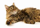 fluffy Siberian cat on a white background