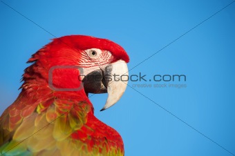 Macaw portrait.