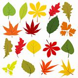 Collection of different autumn leaves