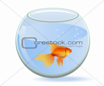 Gold fish in round aquarium isolated