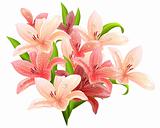 Big bunch of lilies isolated