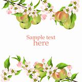 Beautiful background with green apples and blossoming apple branch